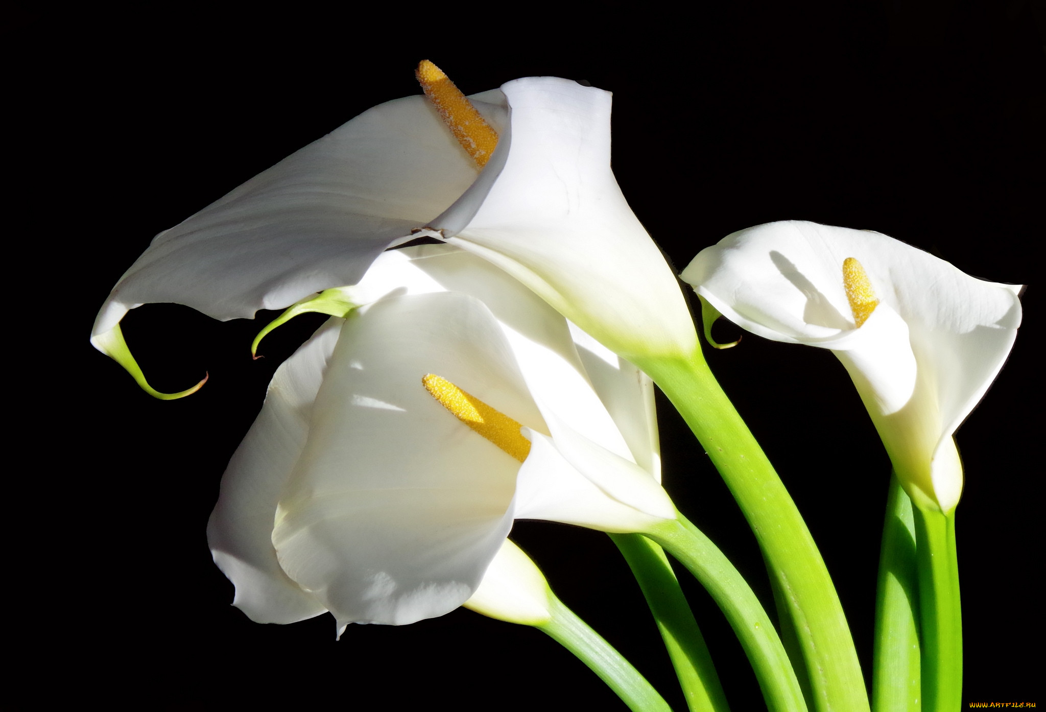 Картинки цветов каллы. Калла Вайт идеал. Лилии Калла. Белые каллы цветы. Калла Аваланж.